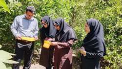 پایش کارشناسان مدیریت حفظ نباتات از پایلوت مگس میوه در باغات دهستان دلفارد